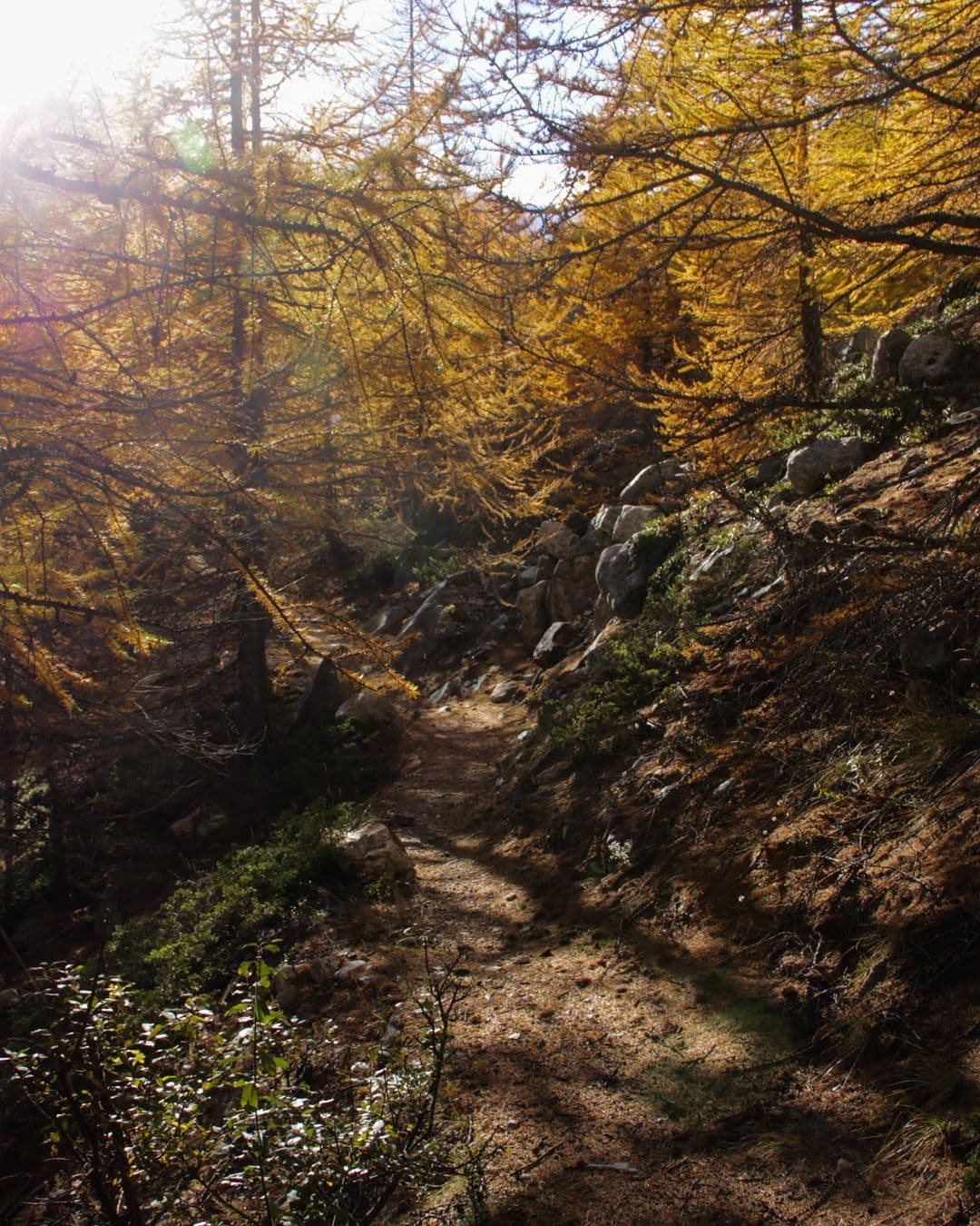 Lärchenwälder im Herbst