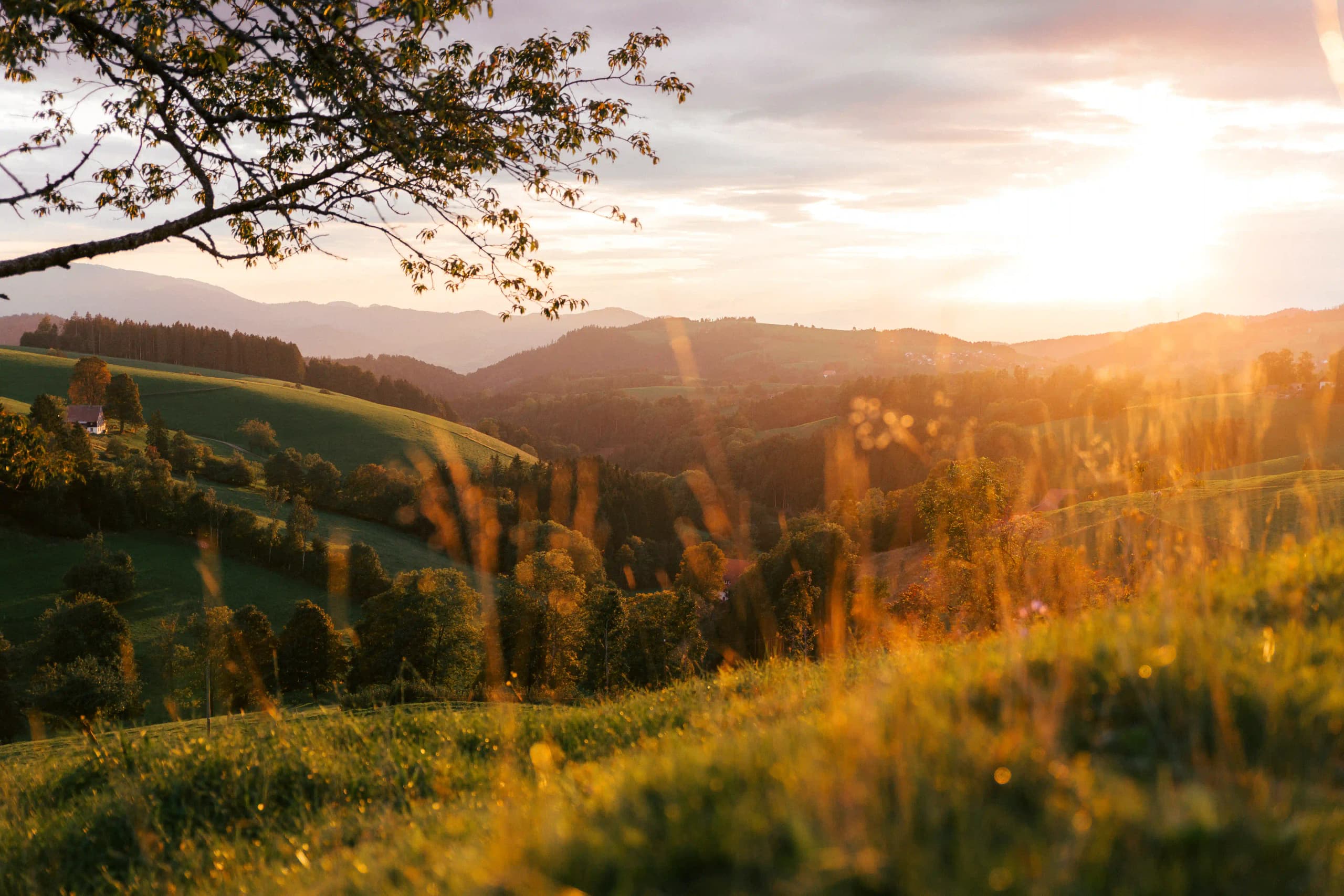 Hütte mieten im Schwarzwald – dein Natur-Abenteuer beginnt hier